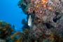 slides/_MG_3618_Edit.jpg Coral Sea Fans Rocks, Underwater, grey Angel _MG_3618_Edit