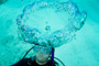 slides/_MG_3623_Edit.jpg Coral Sea Fans Rocks, Kyle, Underwater _MG_3623_Edit