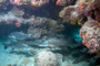 slides/_MG_3645_Edit.jpg Coral Sea Fans Rocks, Snook, Underwater _MG_3645_Edit