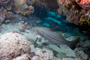 slides/_MG_3646_Edit.jpg Coral Sea Fans Rocks, Snook, Underwater _MG_3646_Edit