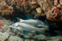 slides/_MG_3650_Edit.jpg Coral Sea Fans Rocks, Snook, Underwater _MG_3650_Edit