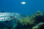 slides/_MG_3656_Edit.jpg Barracuda, Coral Sea Fans Rocks, Underwater _MG_3656_Edit