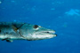 slides/_MG_3659_Edit.jpg Barracuda, Coral Sea Fans Rocks, Underwater _MG_3659_Edit