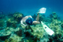 slides/_MG_3677_Edit.jpg Bobby, Coral Sea Fans Rocks, Underwater _MG_3677_Edit