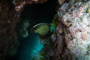 slides/_MG_3695_Edit.jpg Angelfish, Coral Sea Fans Rocks, French Angel, Underwater _MG_3695_Edit