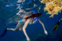 slides/_MG_3712_Edit.jpg Coral Sea Fans Rocks, Underwater _MG_3712_Edit