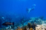 slides/_MG_3721_Edit.jpg Bobby, Coral Sea Fans Rocks, Grouper, Underwater _MG_3721_Edit