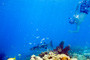 slides/_MG_3726_Edit.jpg Barracuda, Coral Sea Fans Rocks, Erik, Underwater _MG_3726_Edit