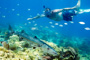 slides/_MG_3733_Edit.jpg Barracuda, Bobby, Coral Sea Fans Rocks, Underwater _MG_3733_Edit