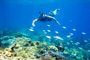 slides/_MG_3734_Edit.jpg Barracuda, Bobby, Coral Sea Fans Rocks, Underwater _MG_3734_Edit