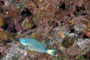 slides/_MG_3743_Edit.jpg Coral Sea Fans Rocks, Parrotfish, Underwater _MG_3743_Edit