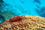 slides/_MG_3745_Edit.jpg Christmas Tree Worm, Coral Sea Fans Rocks, Underwater _MG_3745_Edit