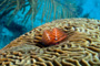 slides/_MG_3747_Edit.jpg Christmas Tree Worm, Coral Sea Fans Rocks, Underwater _MG_3747_Edit