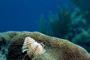 slides/_MG_3760_Edit.jpg Christmas Tree Worm, Coral Sea Fans Rocks, Underwater _MG_3760_Edit