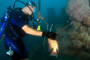 slides/_MG_3814_Edit.jpg Coral Sea Fans Rocks, Kyle, Underwater, hogfish _MG_3814_Edit