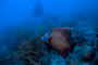 slides/_MG_3831_Edit.jpg Angelfish, Coral Sea Fans Rocks, French Angel, Underwater _MG_3831_Edit