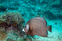 slides/_MG_3838_Edit.jpg Coral Sea Fans Rocks, Underwater, grey Angel _MG_3838_Edit