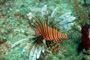 slides/_MG_3842_Edit.jpg Coral Sea Fans Rocks, Lionfish, Underwater _MG_3842_Edit