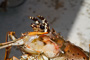 slides/_MG_4019.jpg Lobster, Underwater _MG_4019