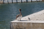 slides/_MG_4150.jpg Pelican _MG_4150