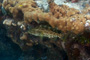 slides/_MG_4286_Edit.jpg Coral Sea Fans Rocks, Grouper, Underwater _MG_4286_Edit