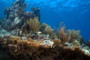 slides/_MG_4287_Edit.jpg Coral Sea Fans Rocks, Underwater _MG_4287_Edit