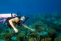 slides/_MG_4294_Edit.jpg Coral Sea Fans Rocks, Kyle, Underwater _MG_4294_Edit