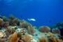 slides/_MG_4297_Edit.jpg Coral Sea Fans Rocks, Underwater _MG_4297_Edit