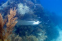 slides/_MG_4300_Edit.jpg Coral Sea Fans Rocks, Spotted Eagle Ray, Underwater _MG_4300_Edit