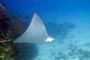 slides/_MG_4301_Edit.jpg Coral Sea Fans Rocks, Spotted Eagle Ray, Underwater _MG_4301_Edit