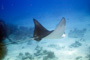 slides/_MG_4302_Edit.jpg Coral Sea Fans Rocks, Spotted Eagle Ray, Underwater _MG_4302_Edit