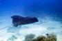 slides/_MG_4303_Edit.jpg Coral Sea Fans Rocks, Spotted Eagle Ray, Underwater _MG_4303_Edit