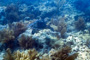 slides/_MG_4304_Edit.jpg Coral Sea Fans Rocks, Turtle, Underwater _MG_4304_Edit