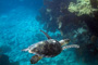 slides/_MG_4308_Edit.jpg Coral Sea Fans Rocks, Turtle, Underwater _MG_4308_Edit