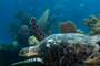 slides/_MG_4309_Edit.jpg Coral Sea Fans Rocks, Turtle, Underwater _MG_4309_Edit