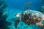 slides/_MG_4310_Edit.jpg Coral Sea Fans Rocks, Turtle, Underwater _MG_4310_Edit