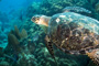 slides/_MG_4311_Edit.jpg Coral Sea Fans Rocks, Turtle, Underwater _MG_4311_Edit