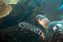 slides/_MG_4313_Edit.jpg Coral Sea Fans Rocks, Turtle, Underwater _MG_4313_Edit