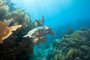 slides/_MG_4314_Edit.jpg Coral Sea Fans Rocks, Turtle, Underwater _MG_4314_Edit