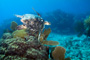 slides/_MG_4315_Edit.jpg Coral Sea Fans Rocks, Turtle, Underwater _MG_4315_Edit