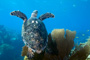 slides/_MG_4317_Edit.jpg Coral Sea Fans Rocks, Turtle, Underwater _MG_4317_Edit