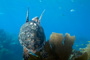 slides/_MG_4318_Edit.jpg Coral Sea Fans Rocks, Turtle, Underwater _MG_4318_Edit