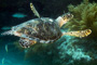 slides/_MG_4320_Edit.jpg Coral Sea Fans Rocks, Turtle, Underwater _MG_4320_Edit