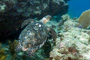 slides/_MG_4322_Edit.jpg Coral Sea Fans Rocks, Turtle, Underwater _MG_4322_Edit