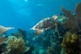 slides/_MG_4327_Edit.jpg Coral Sea Fans Rocks, Turtle, Underwater _MG_4327_Edit