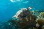 slides/_MG_4328_Edit.jpg Coral Sea Fans Rocks, Turtle, Underwater _MG_4328_Edit