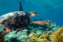 slides/_MG_4329_Edit.jpg Coral Sea Fans Rocks, Turtle, Underwater _MG_4329_Edit