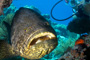 slides/_MG_4336_Edit.jpg Coral Sea Fans Rocks, Goliath Grouper, Kyle, Underwater _MG_4336_Edit