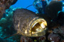 slides/_MG_4337_Edit.jpg Coral Sea Fans Rocks, Goliath Grouper, Kyle, Underwater _MG_4337_Edit