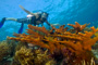 slides/_MG_4351_Edit.jpg Coral Sea Fans Rocks, Elkhorn, Kyle, Underwater _MG_4351_Edit